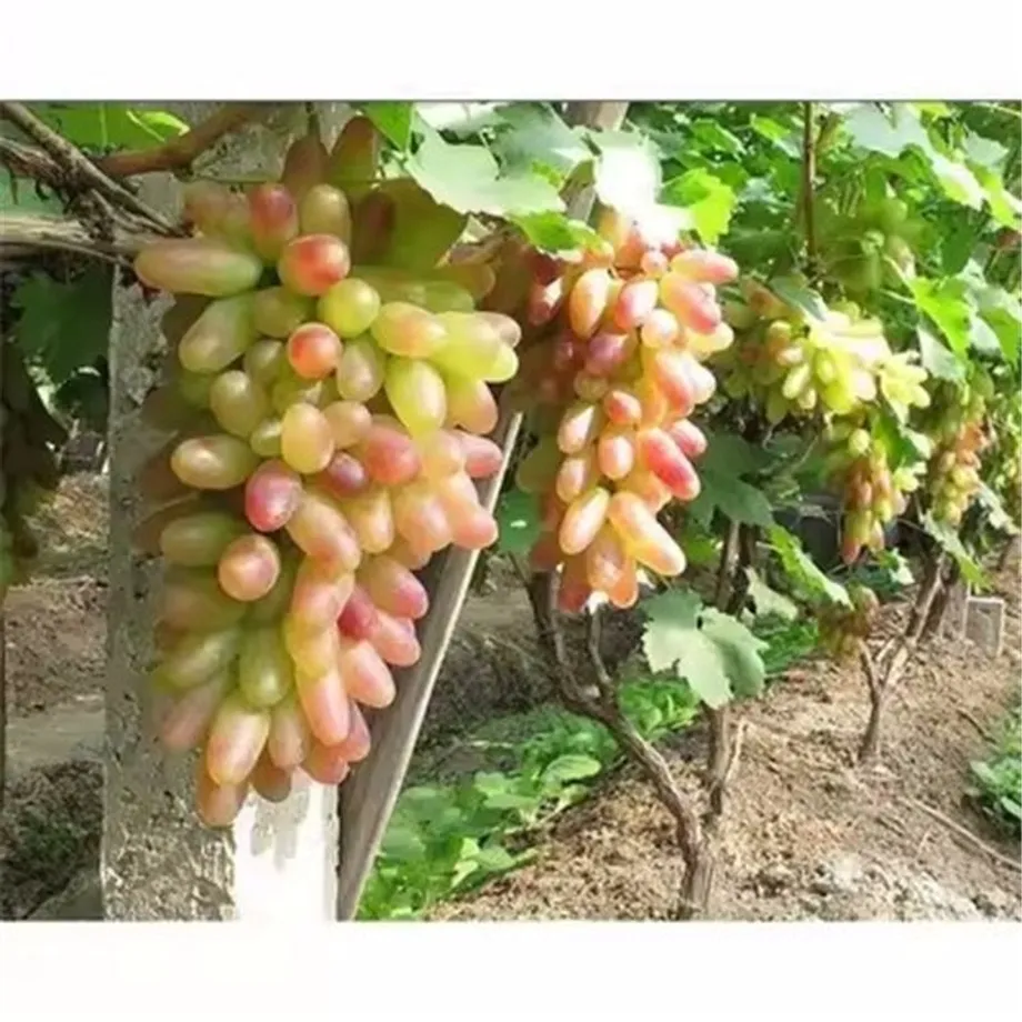 Semena sladkých a barevných odrůd hroznového vína - Sweet Grape