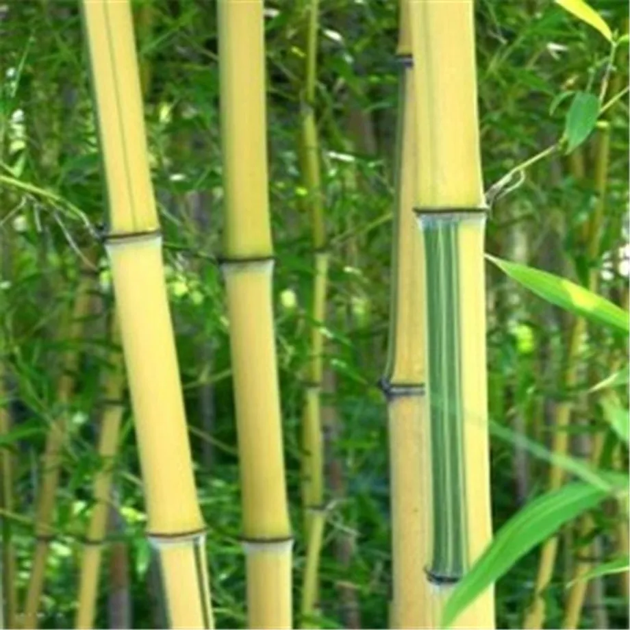 Bambusová semínka odrůdy Phyllostachys Pubescens - různé barvy