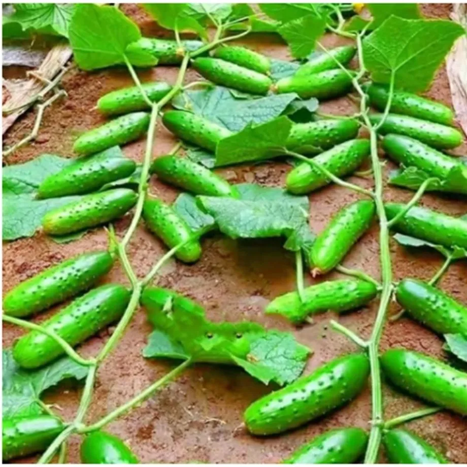 Semena zeleniny Okurka Cucumis Sativus