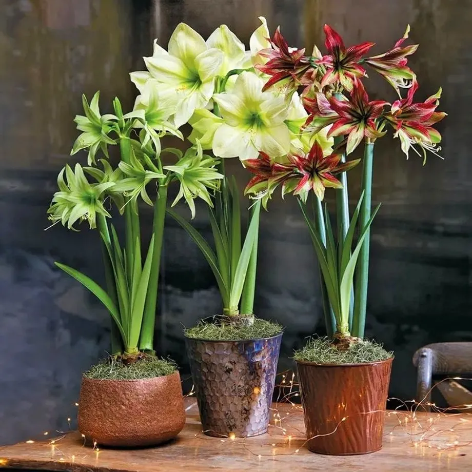 Krásné cibulky jihoafrické květiny Amarylka - Amaryllis