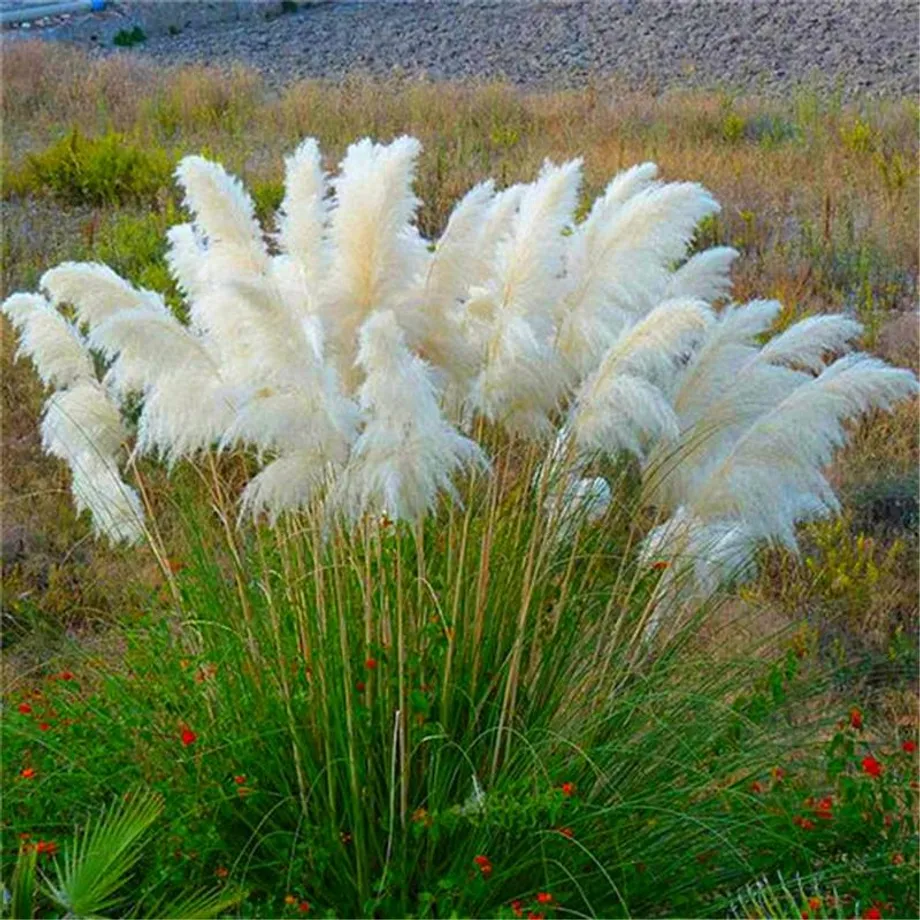 Semínka barevné Cortaderia selloana - Pampová tráva