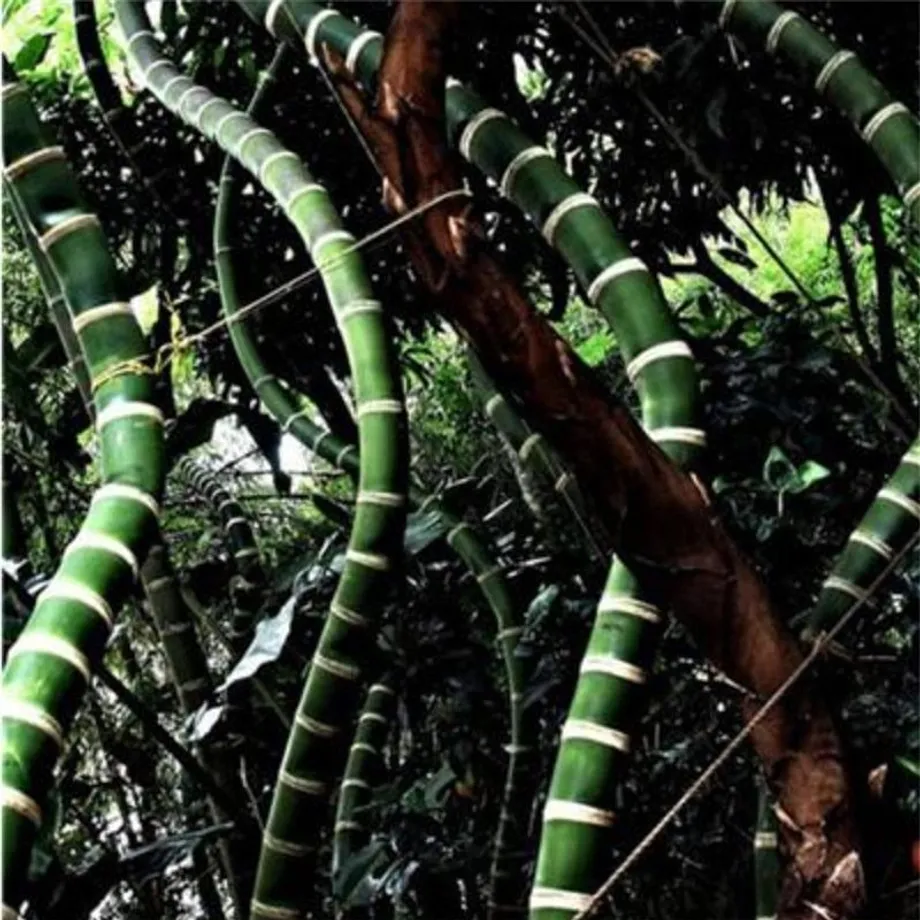 Bambusová semínka odrůdy Phyllostachys Pubescens - různé barvy