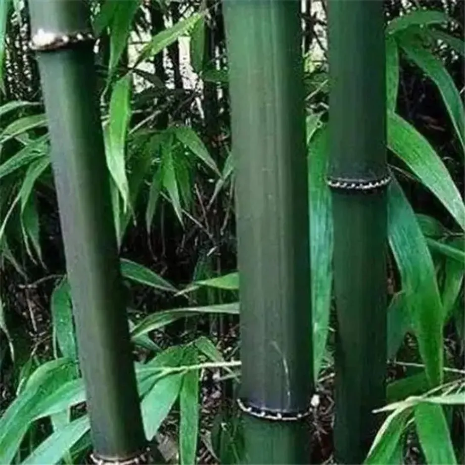 Bambusová semínka odrůdy Phyllostachys Pubescens - různé barvy