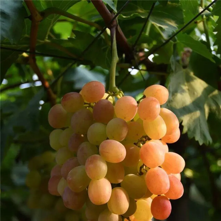 Semena sladkých a barevných odrůd hroznového vína - Sweet Grape