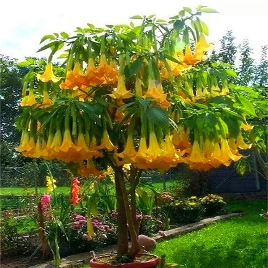 Krásná semínka venkovní rostliny Andělské trumpety - Brugmansia suaveolens