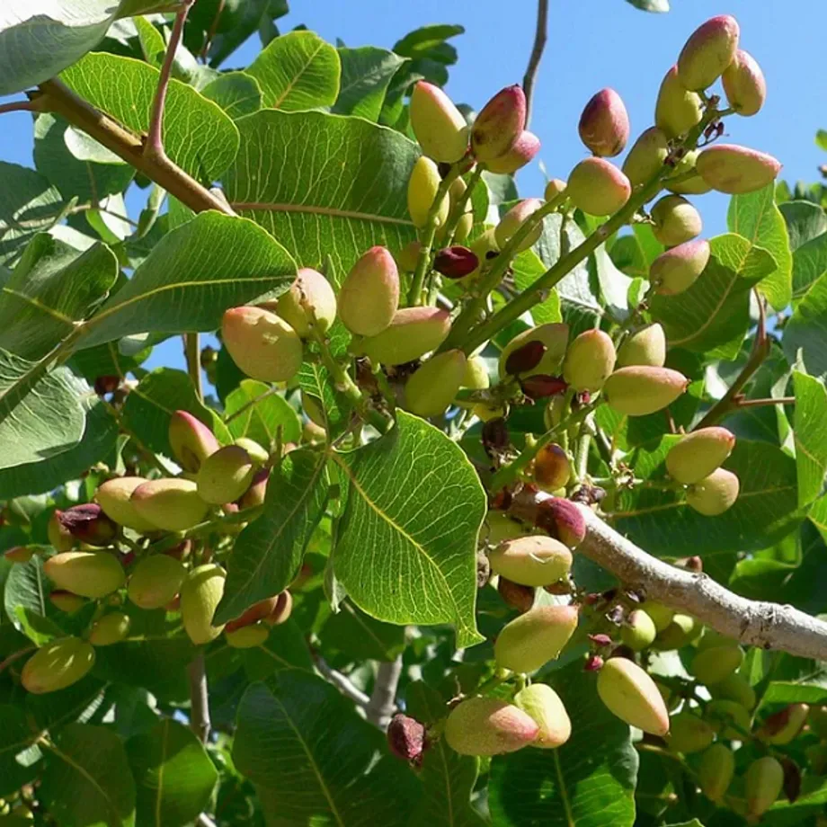 Řečík pistáciový Pistacia vera pistácie pravá malý strom Snadné pěstování venku 15 ks semínek