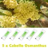 5x-osmanthus