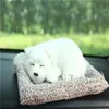 Samoyed dog