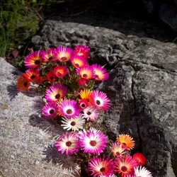 Kosmatec krystalový Mesembryanthemum crystallinum snadné pěstování ideální na balkón do truhlíku na skalku letnička semínka 100 ks